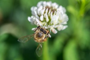 イメージ写真＿花の蜜を吸うミツバチ